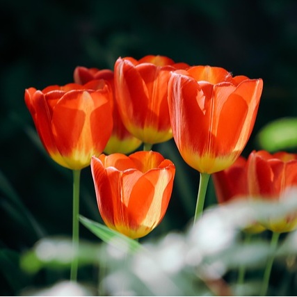 Isaure de Moras 0203